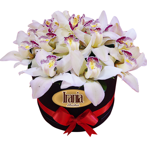 caja de orquideas cymbidium irania floristeria