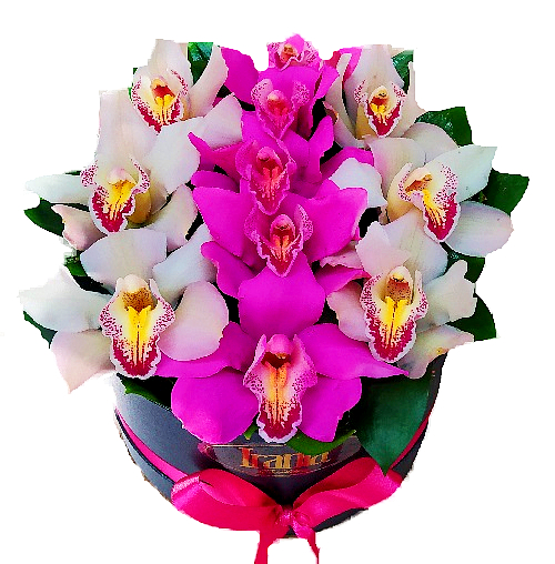 orquídeas irania floristería.